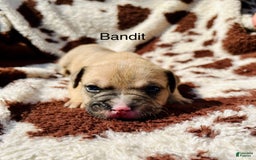 American Bully dogs for sale: Bandit - Image 3