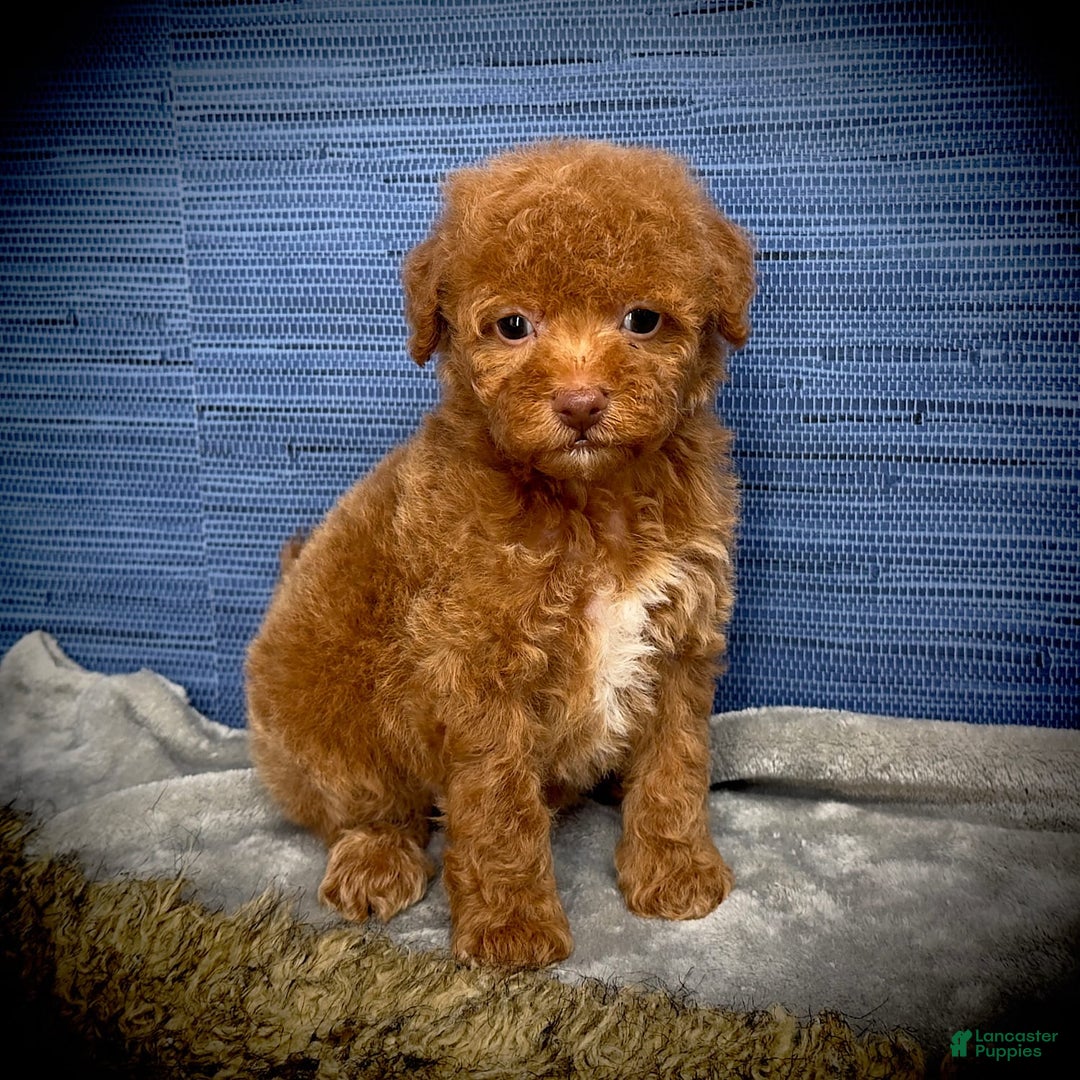 Maltipoo dogs for sale: Jamarion - Listing for pets: Jamarion, Wendy - Image 3