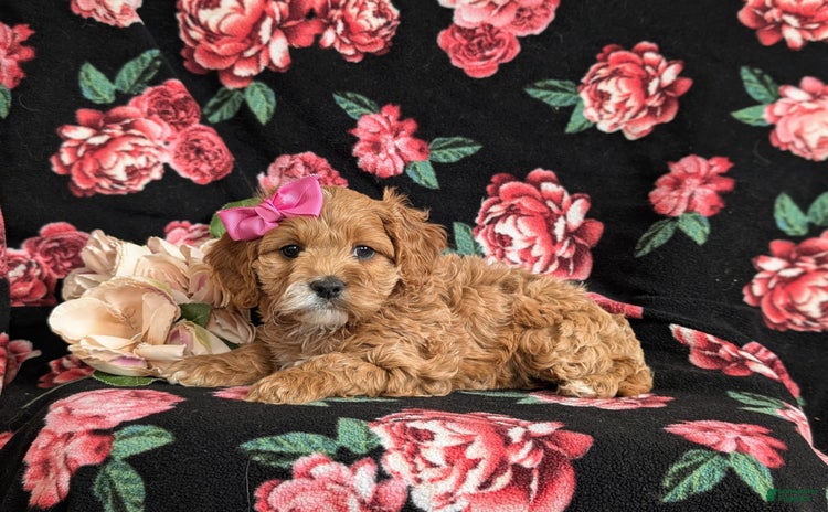 Cockapoo dogs for sale - Ad 4