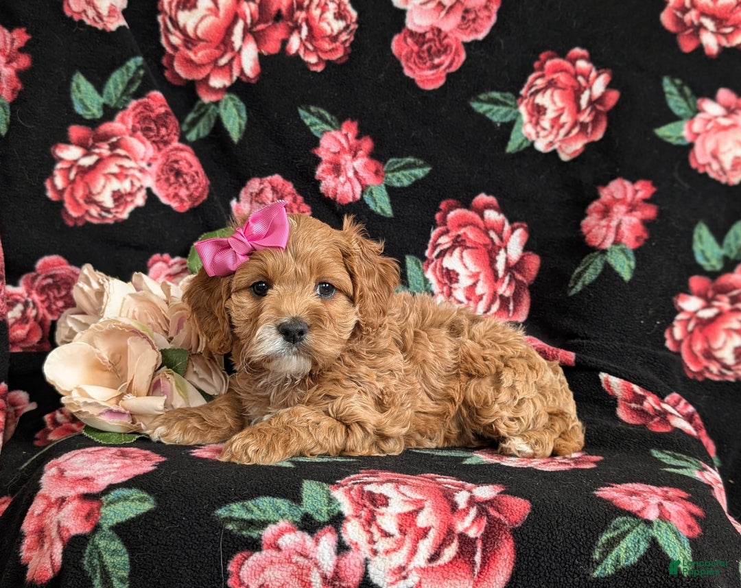 Cockapoo dogs for sale: Elsie - Image 1