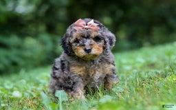 Cockapoo dogs for sale: Angela - Image 5