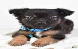 French Bulldog dogs for sale: Clifford - Image 10