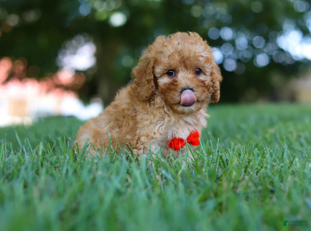 Cavapoo dogs for sale: Teddy - Image 4