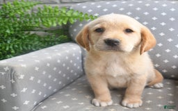 Labrador Retriever dogs for sale: Labrador Retriever 6 puppies - Image 7