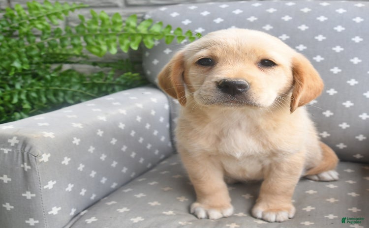 Labrador Retriever dogs for sale - Ad 5