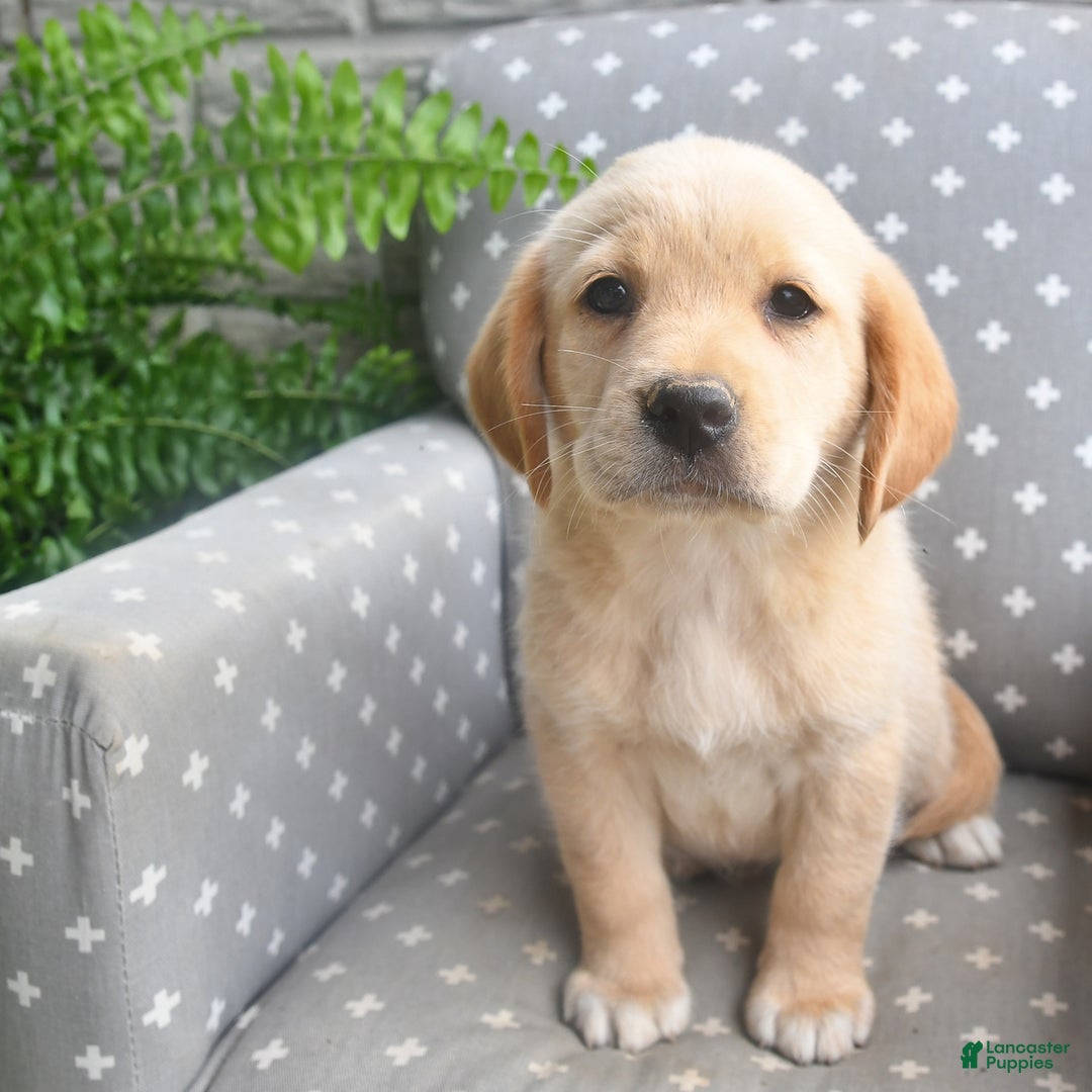 Labrador Retriever dogs for sale: Labrador Retriever 6 puppies - Image 7