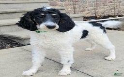 Cavapoo dogs for sale: Lexy - Image 5