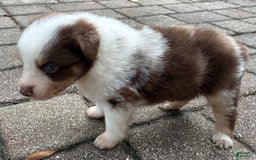 dogs for sale: Pebbles - Image 2