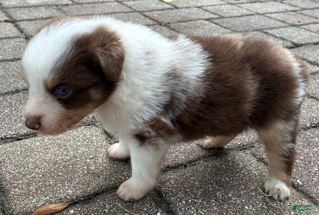  dogs for sale: Pebbles - Image 2