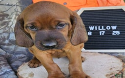 Redbone Coonhound dogs for sale: Willow - Image 3