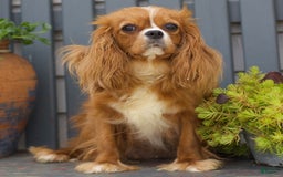 Cavapoo dogs for sale: Mia - Image 6