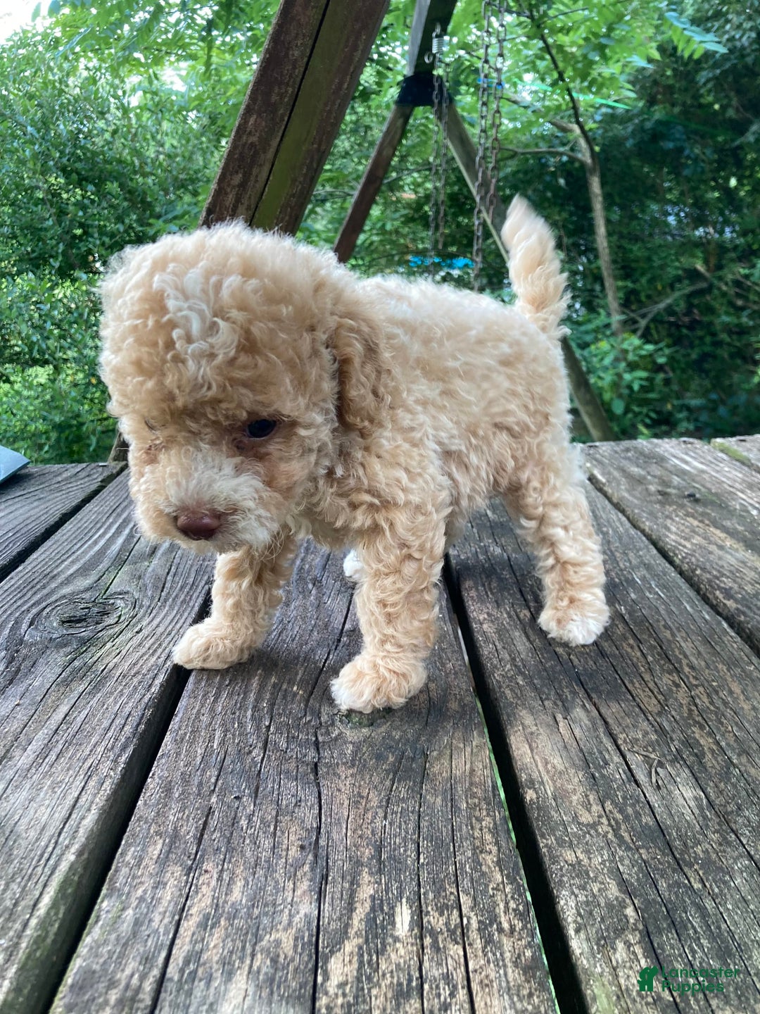Miniature Poodle dogs for sale: Dexter - Image 22