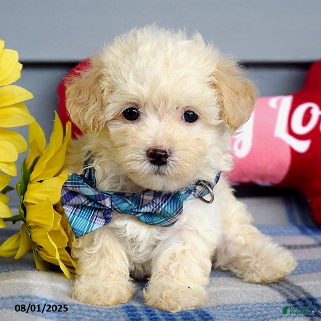 Maltipoo dogs for sale: Max - Image 2