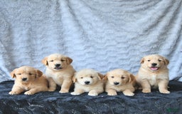 Golden Retriever dogs for sale: Clem - Image 4