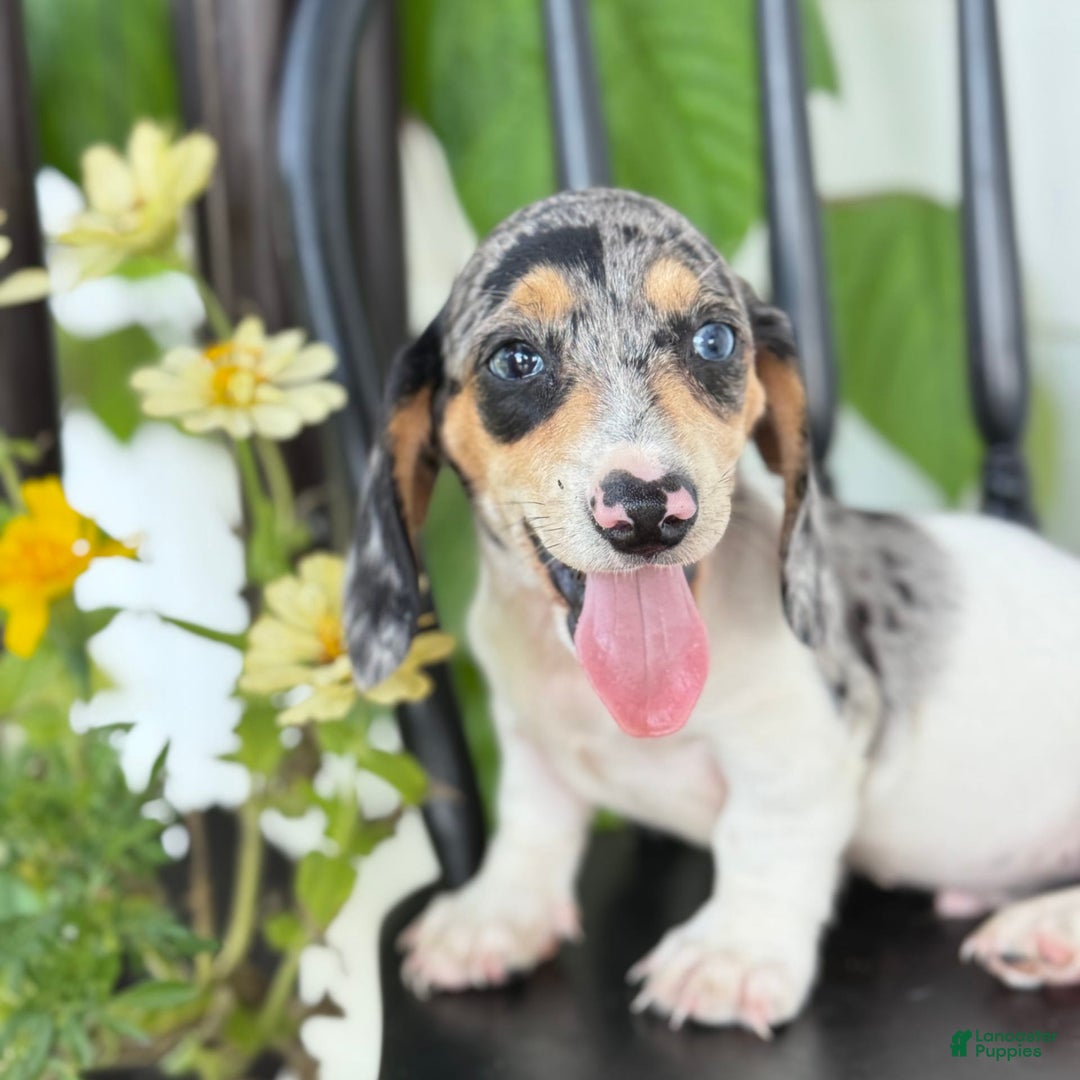 Miniature Dachshund dogs for sale: Bentley - Image 5