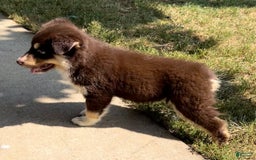 Alaskan Malamute dogs for sale: Talli - Image 2
