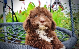Havapoo dogs for sale: Bliss - Image 16