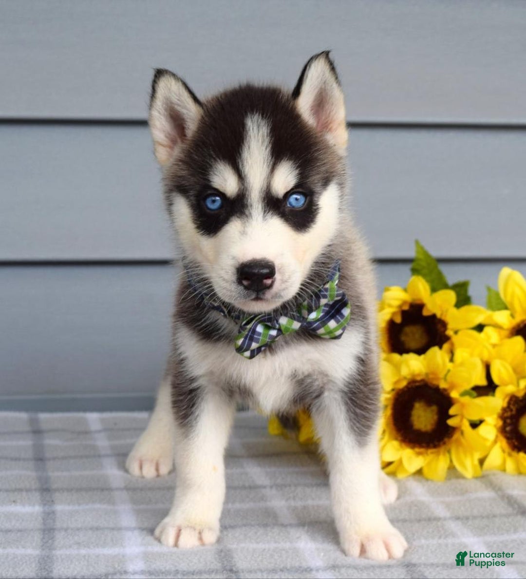 Siberian Husky dogs for sale: Conner - Image 12