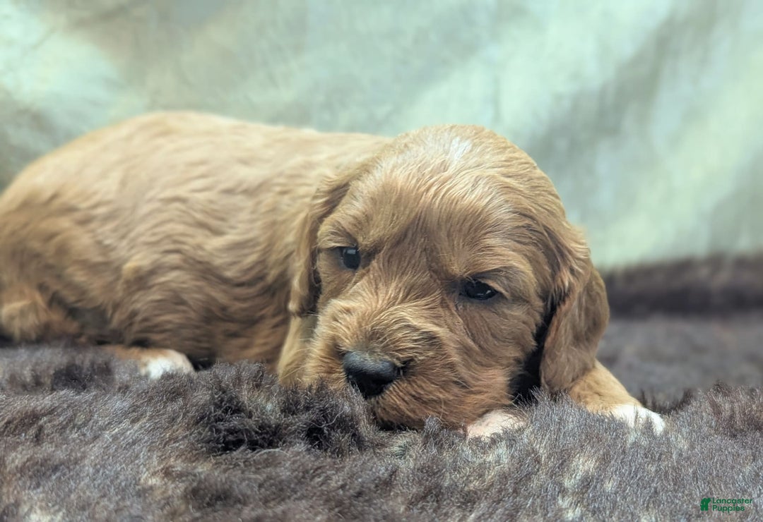 Cavapoo dogs for sale: Garrett - Image 12