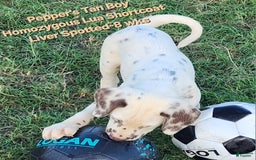 Dalmatian dogs for sale: Peppers Tan Boy - Image 16