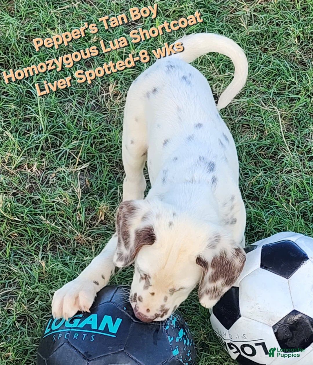 Dalmatian dogs for sale: Peppers Tan Boy - Image 16