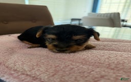 Yorkshire Terrier dogs for sale: Lavender - Image 1