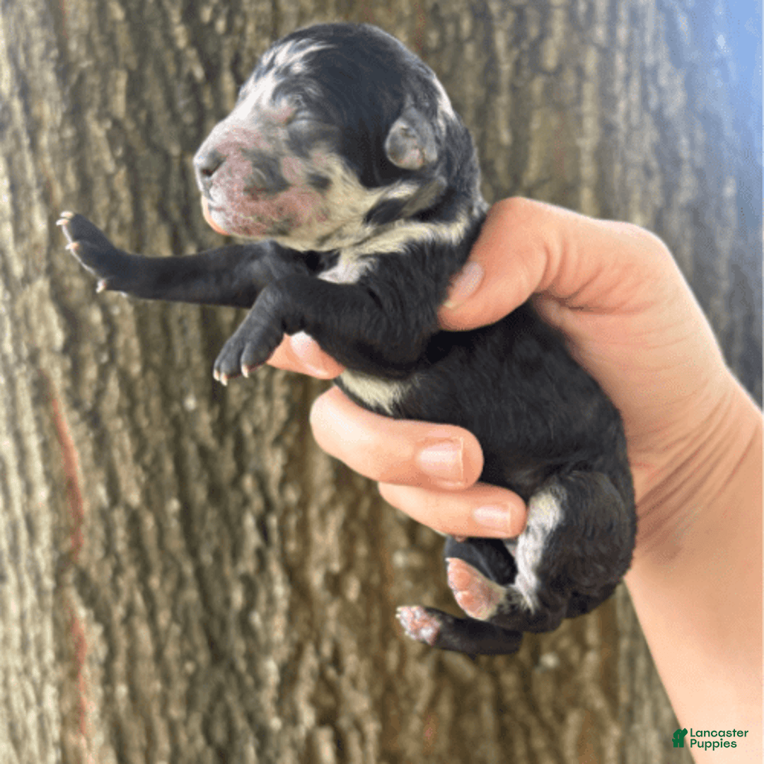 Aussiedoodle dogs for sale: Milly - Image 8