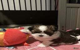 Shih Tzu dogs for sale: Lexi - Image 1