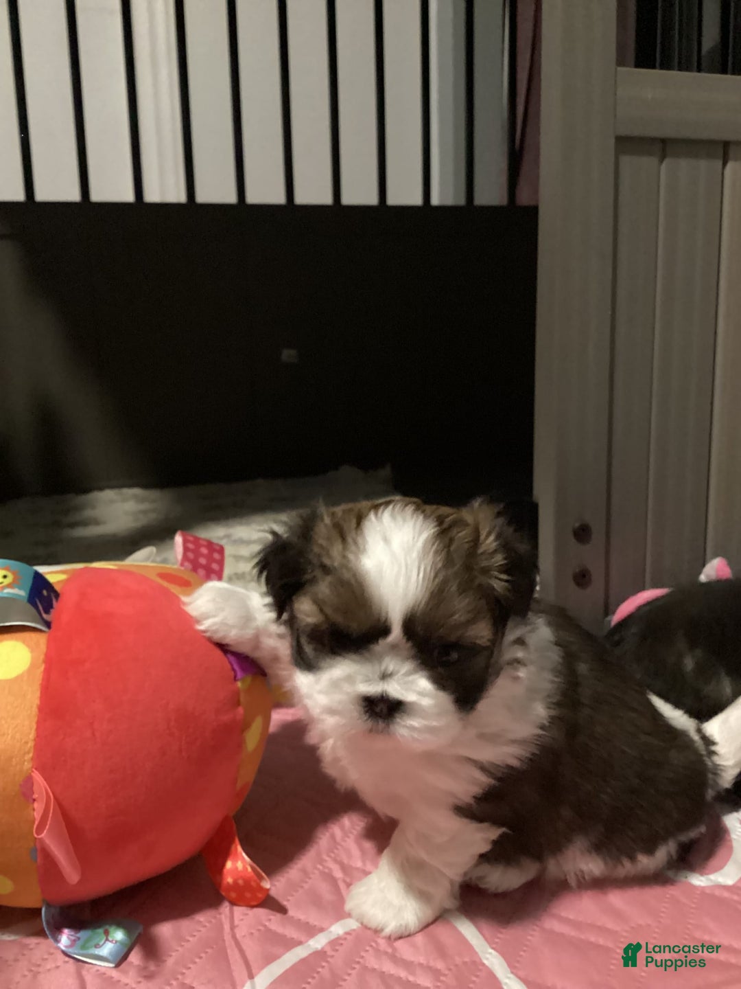 Shih Tzu dogs for sale: Lexi - Image 1