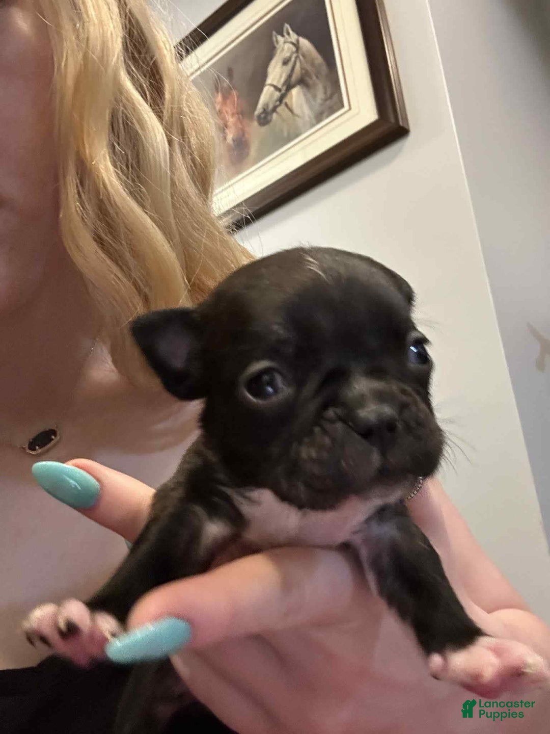 French Bulldog dogs for sale: Precious - Image 1