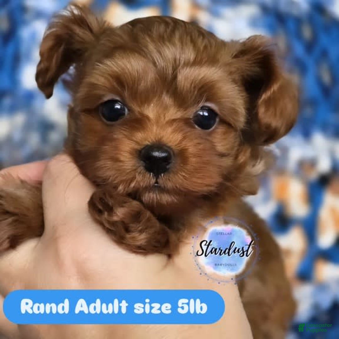 Yorkiepoo dogs for sale: Rand - Image 1