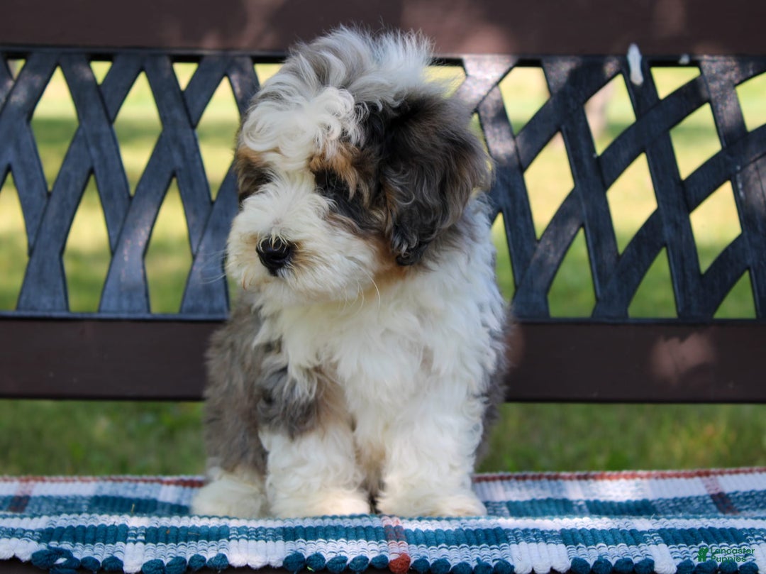 Mini Bernedoodle dogs for sale: Luke - Image 20