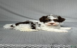 Havapoo dogs for sale: Noah - Image 5