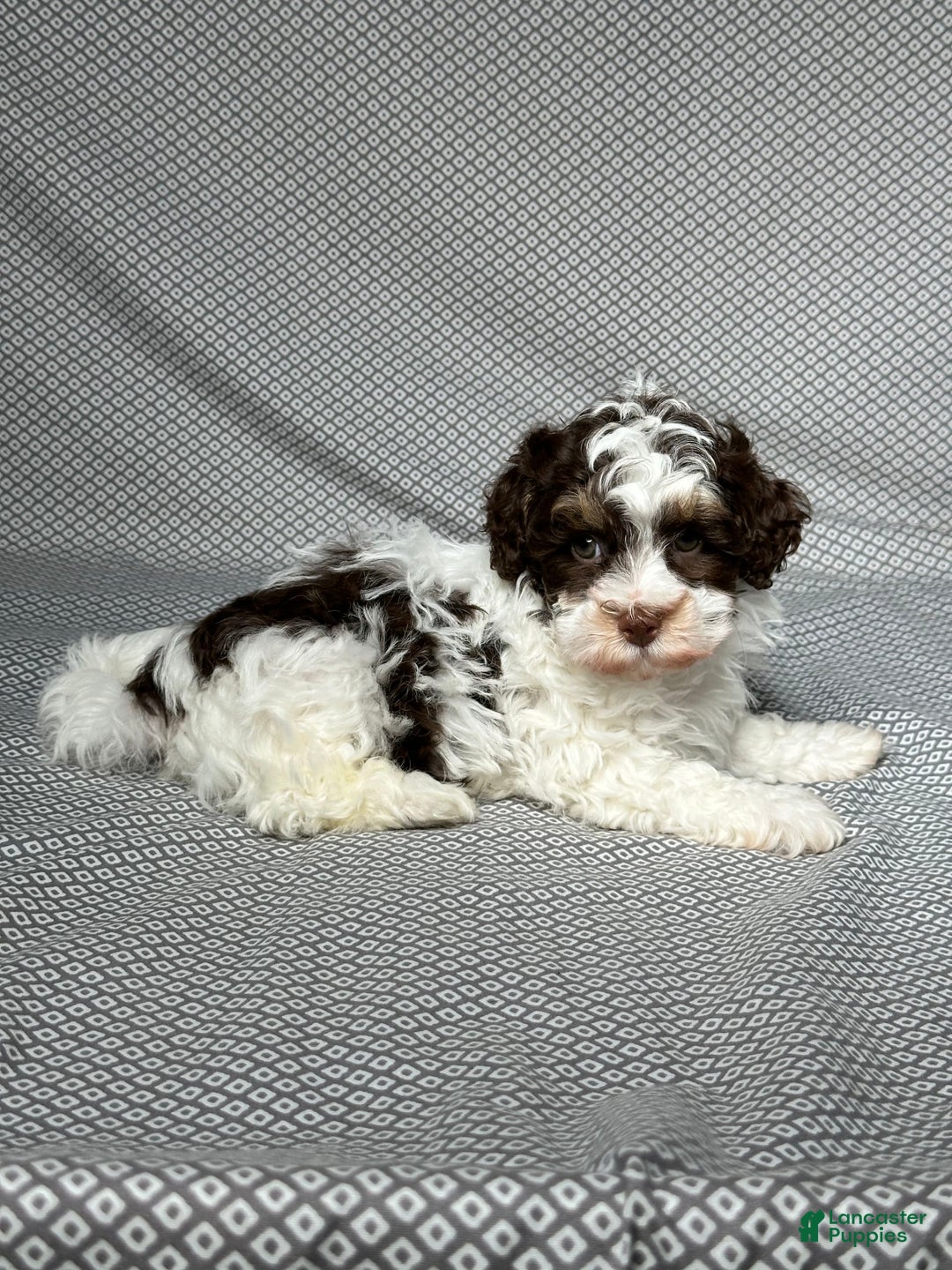 Havapoo dogs for sale: Noah - Image 5