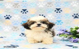Shih Tzu dogs for sale: Parker - Image 5