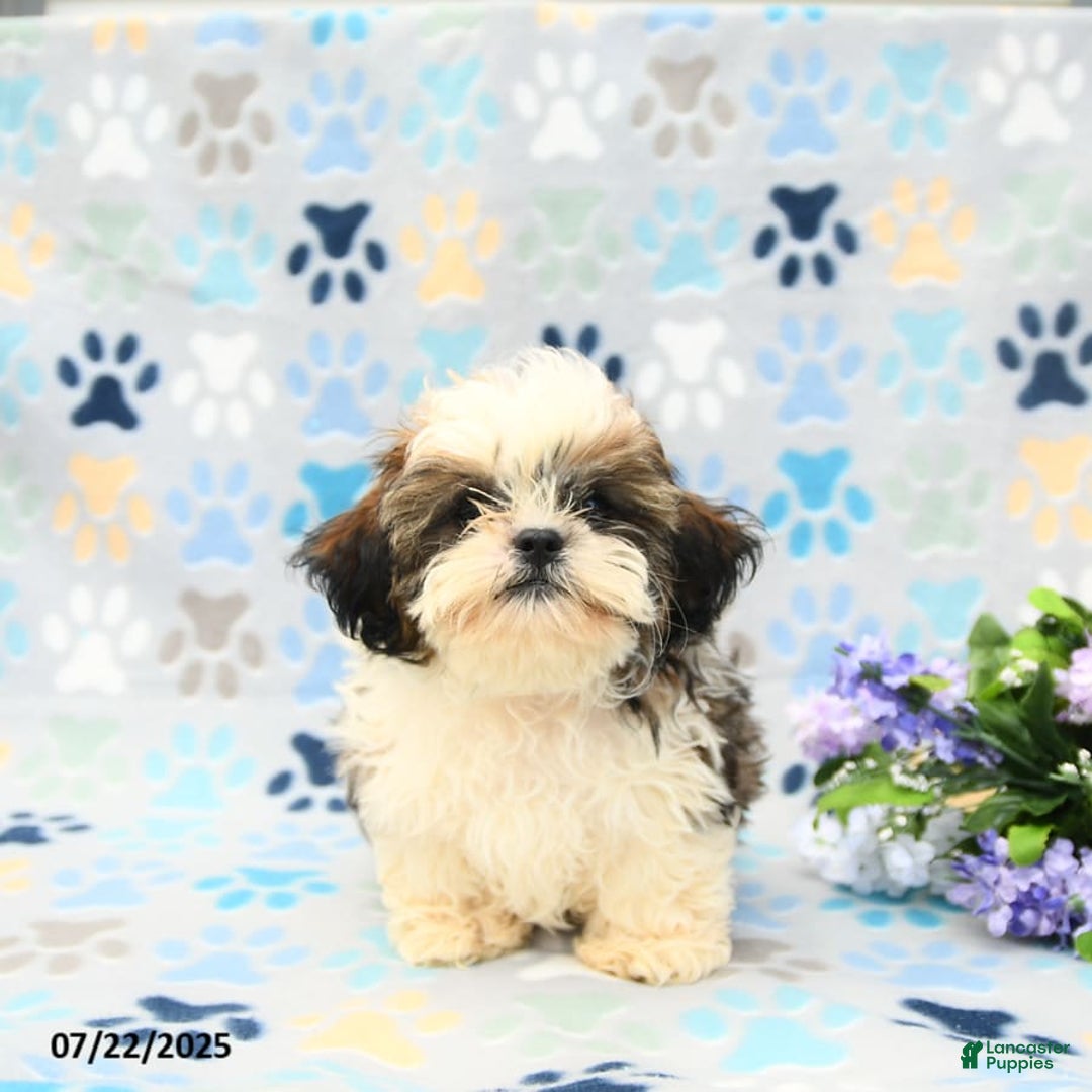 Shih Tzu dogs for sale: Parker - Image 5