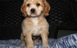 Cocker Spaniel dogs for sale: Tinka - Image 6