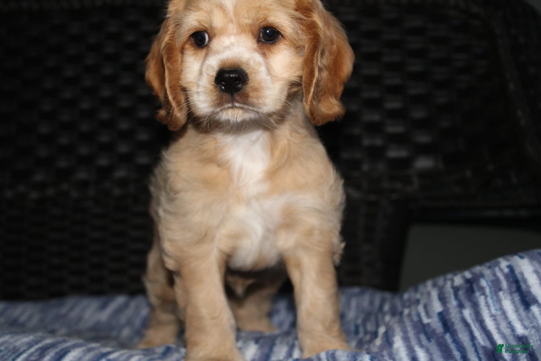 Cocker Spaniel dogs for sale: Tinka - Image 6