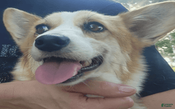 Welsh Corgi Pembroke dogs for sale: Novas Girl 3 - Image 13