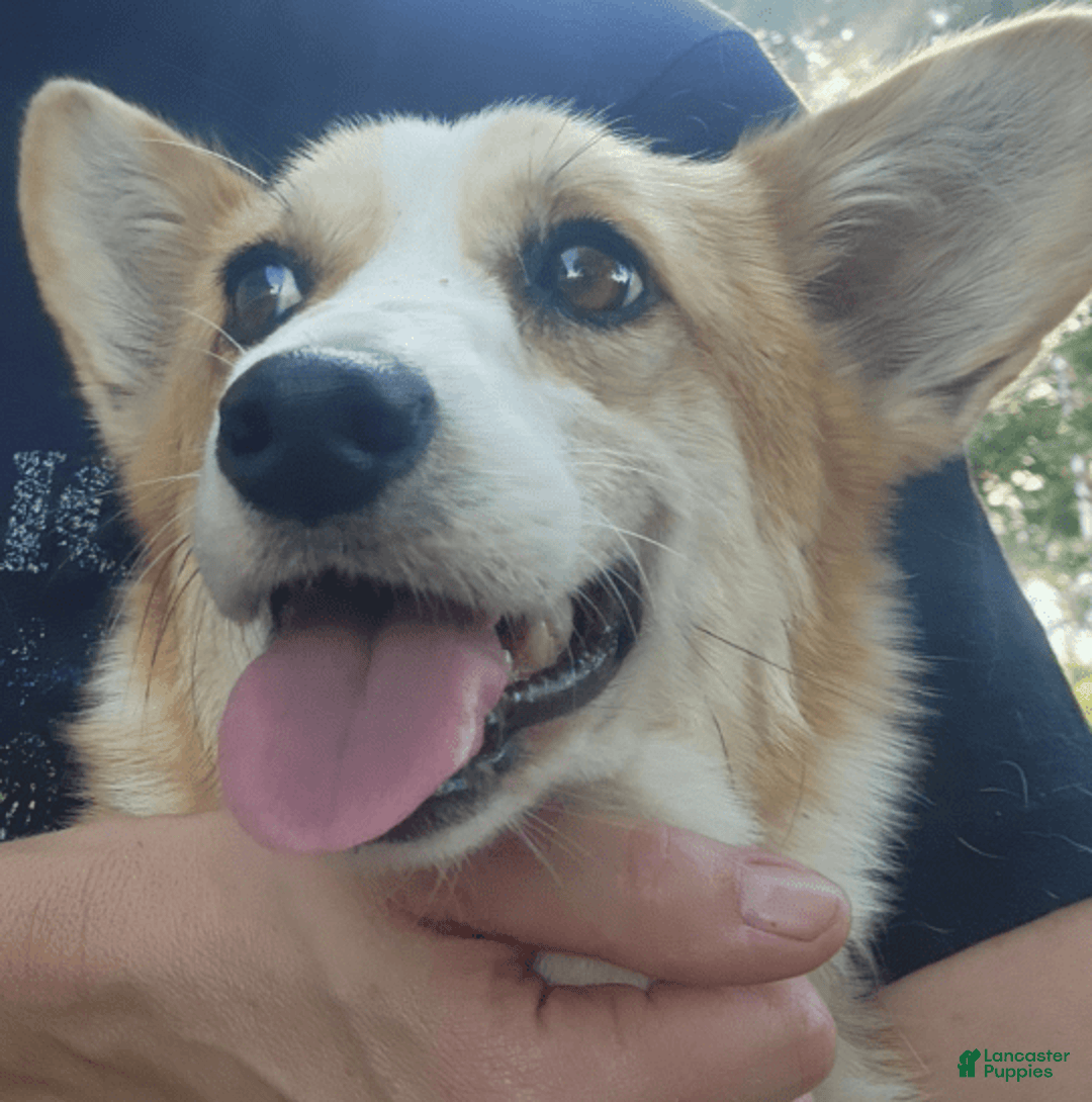 Welsh Corgi Pembroke dogs for sale: Novas Girl 3 - Image 13