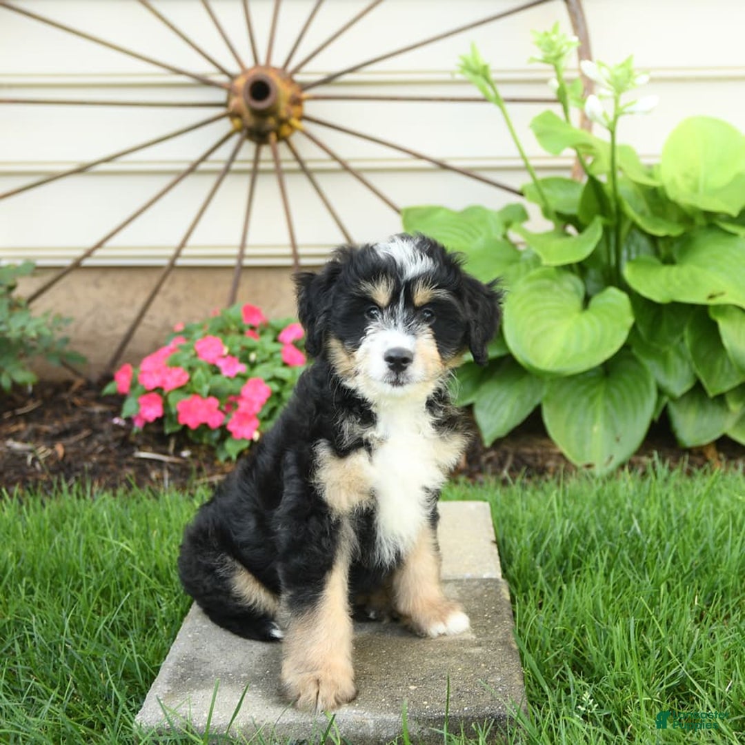 Mini Bernedoodle dogs for sale: Prince - Image 2