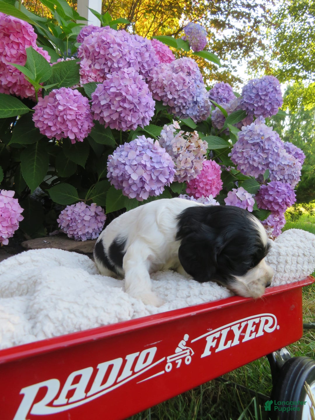 Cocker Spaniel dogs for sale: Max - Image 3