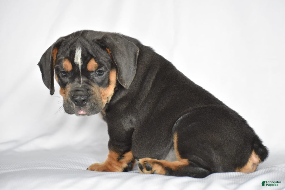 Beabull dogs for sale: Duke - Image 5