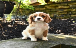 Cavalier King Charles Spaniel dogs for sale: Romeo - Image 4