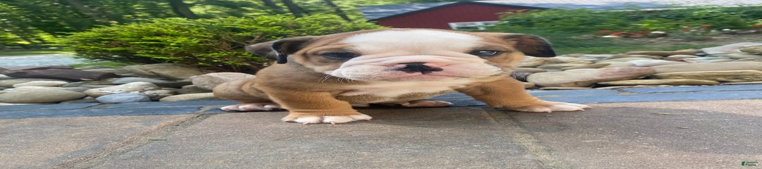 Donnie