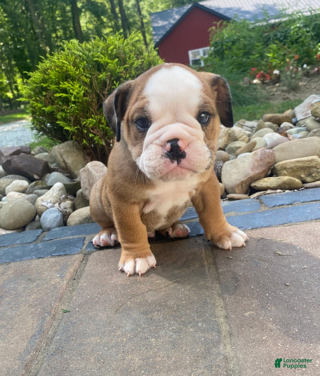 English Bulldog dogs for sale: Donnie - Image 1