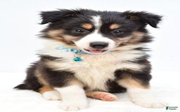 Australian Shepherd dogs for sale: Reese - Image 1