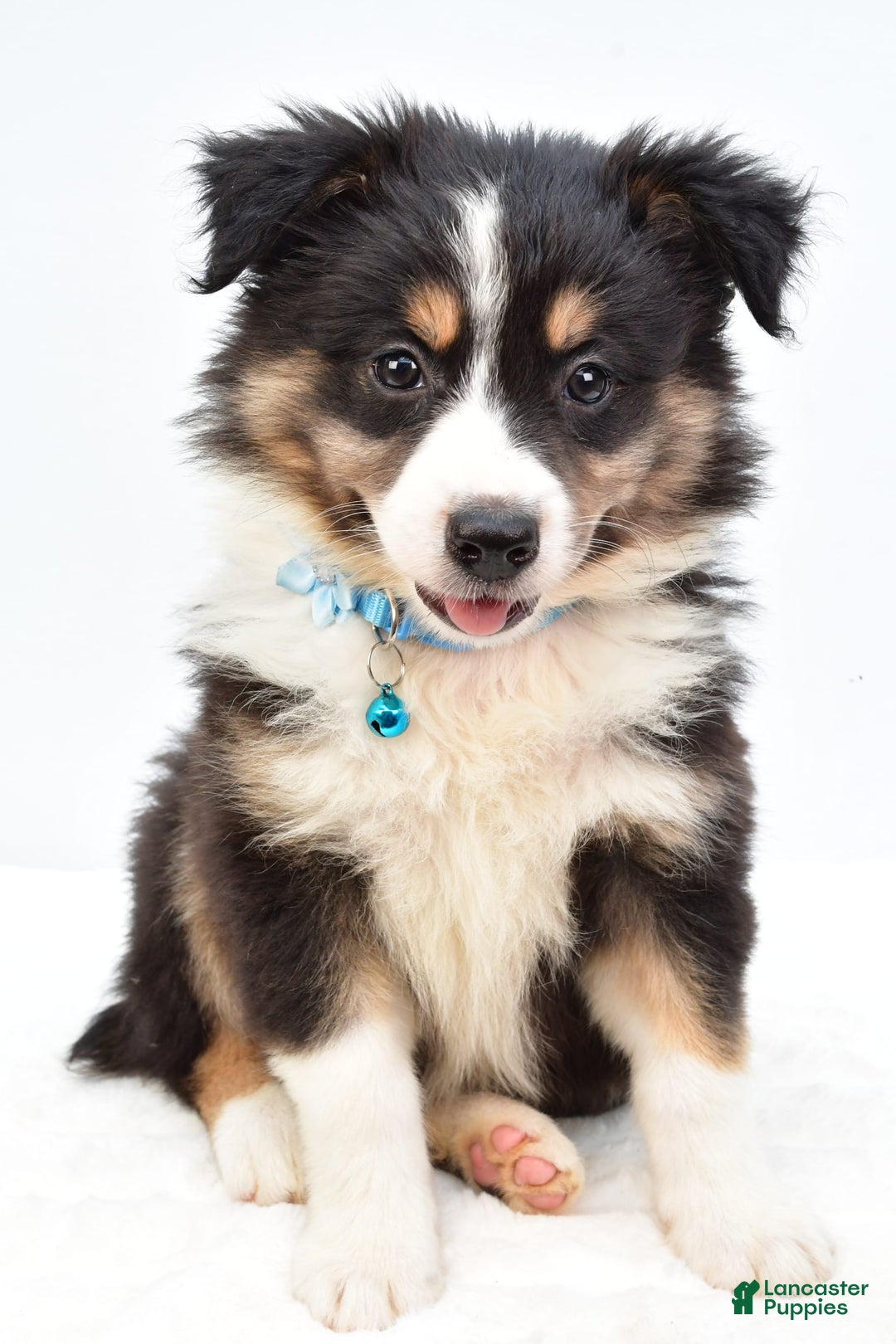 Australian Shepherd dogs for sale: Reese - Image 1