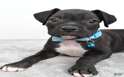 Boxer dogs for sale: Rexton - Image 7