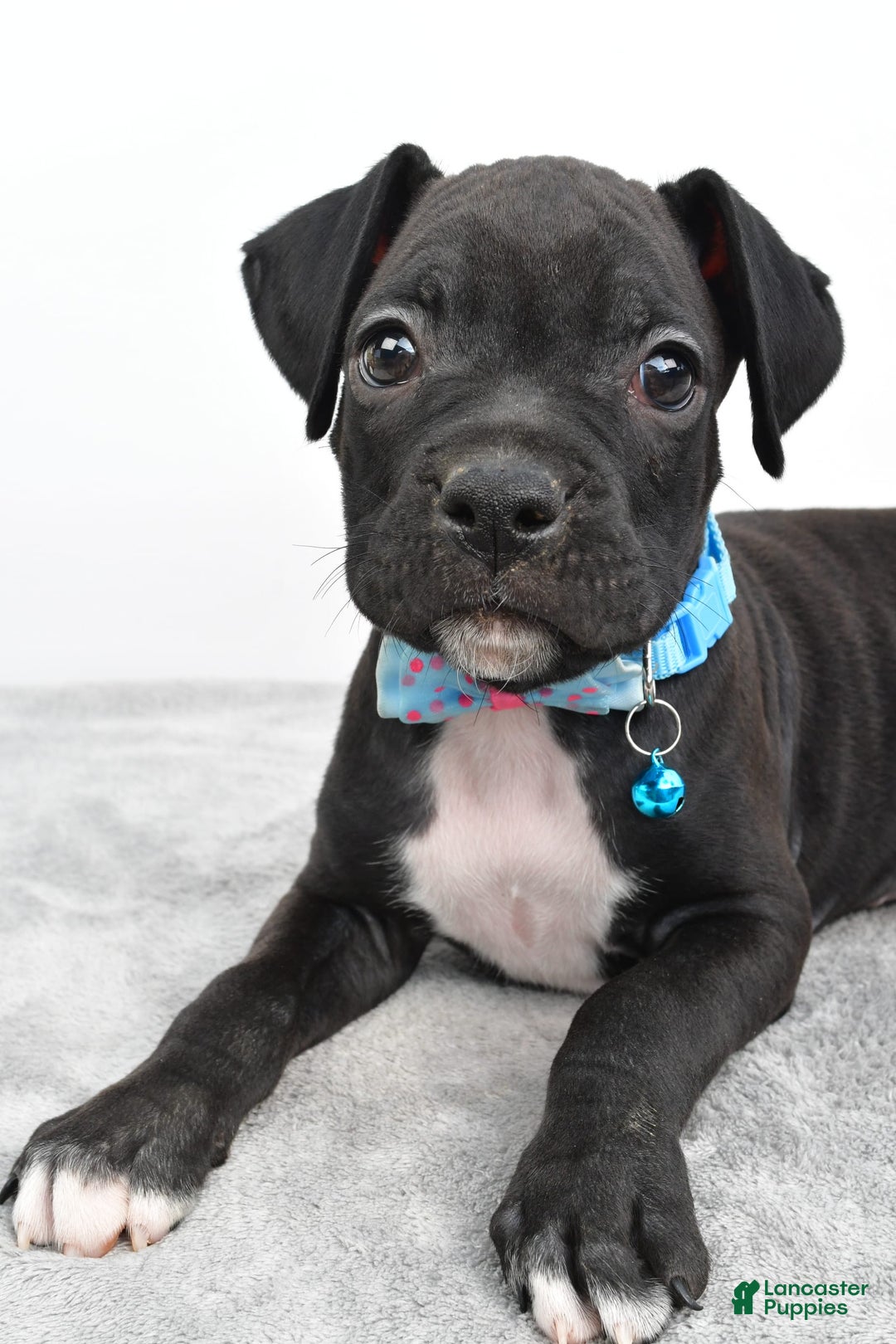 Boxer dogs for sale: Rexton - Image 7